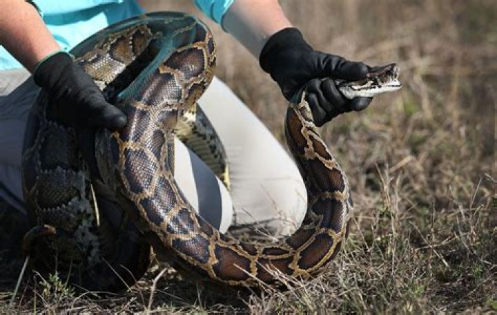 Burmese Python Size: Understanding the Magnitude of This Majestic Serpent
