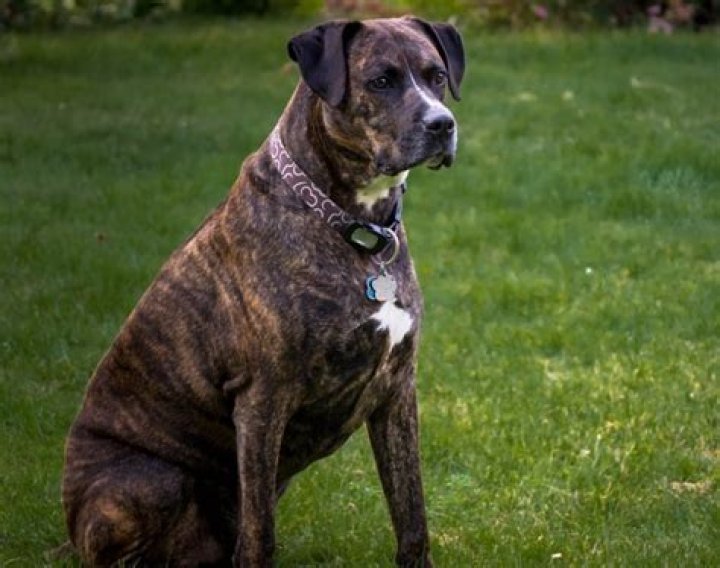 Understanding the Boxer Mix Labrador: A Comprehensive Guide